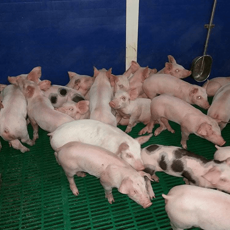 ferme-des-vieuxsarts