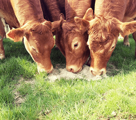 galerie1-Scs-De-Saint-vincent-Ferme-elevage-Bovin-Porcin-Saint-vincent