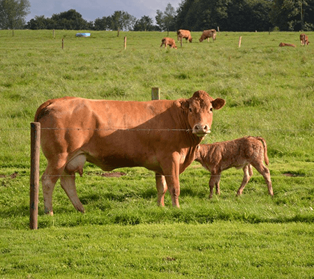 galerie10-Scs-De-Saint-vincent-Ferme-elevage-Bovin-Porcin-Saint-vincent