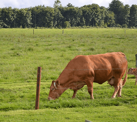 galerie11-Scs-De-Saint-vincent-Ferme-elevage-Bovin-Porcin-Saint-vincent