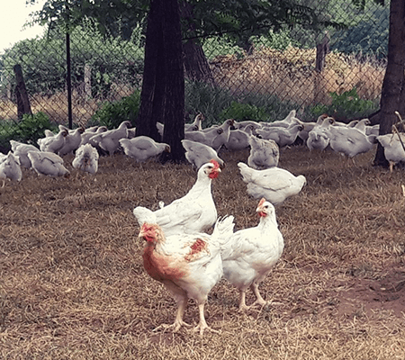 galerie12-Scs-De-Saint-vincent-Ferme-elevage-Bovin-Porcin-Saint-vincent