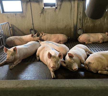 galerie4-Scs-De-Saint-vincent-Ferme-elevage-Bovin-Porcin-Saint-vincent