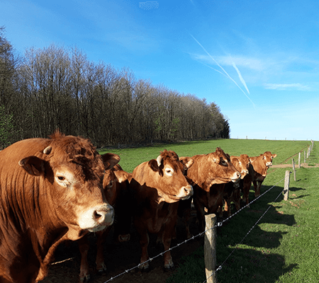 galerie5-Scs-De-Saint-vincent-Ferme-elevage-Bovin-Porcin-Saint-vincent