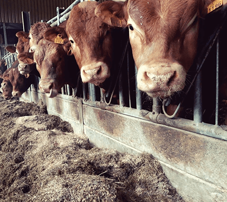 galerie6-Scs-De-Saint-vincent-Ferme-elevage-Bovin-Porcin-Saint-vincent