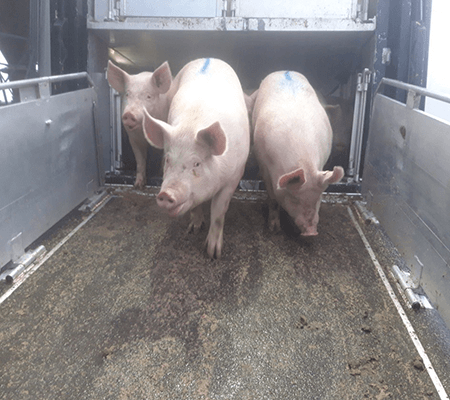 galerie7-Scs-De-Saint-vincent-Ferme-elevage-Bovin-Porcin-Saint-vincent