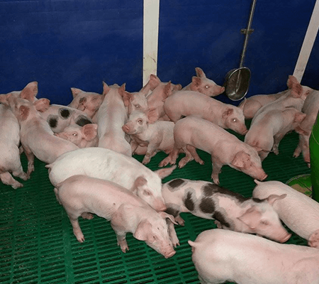 galerie8-Scs-De-Saint-vincent-Ferme-elevage-Bovin-Porcin-Saint-vincent