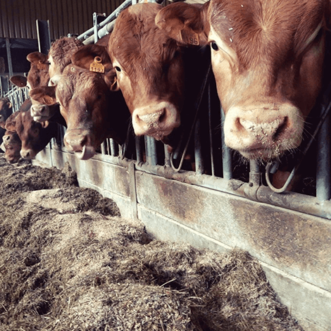 ferme-des-vieuxsarts