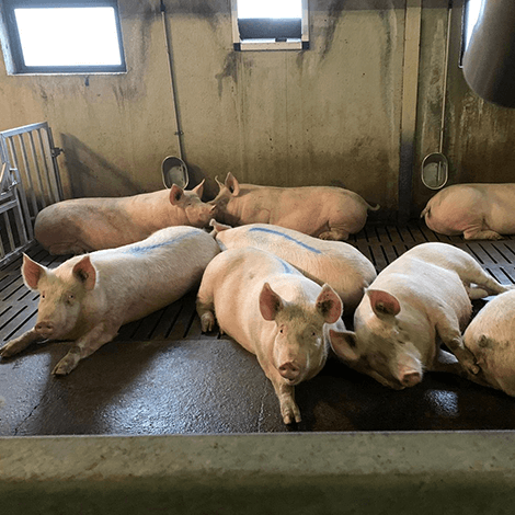 ferme-des-vieuxsarts