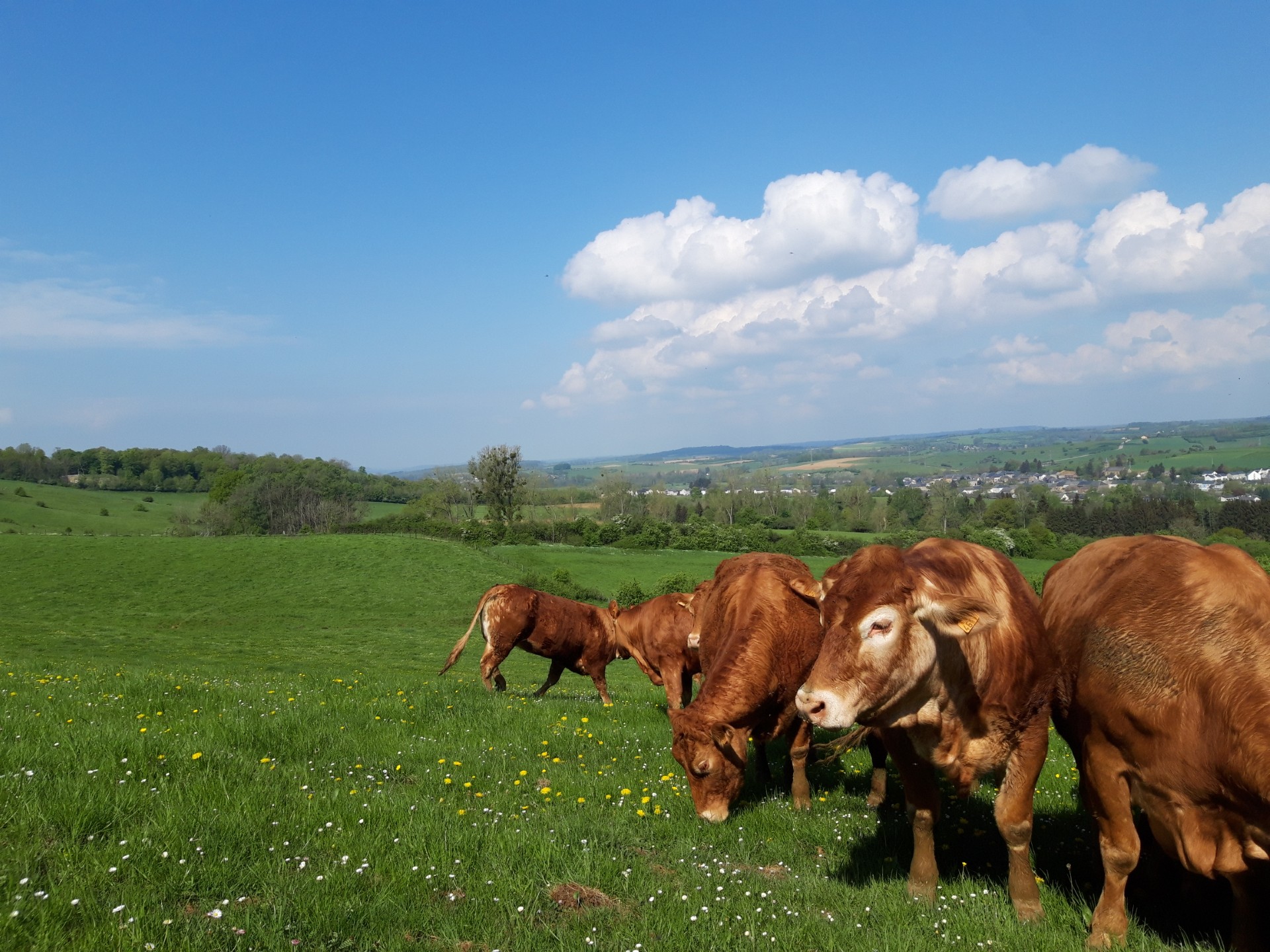 Horizon 2050 | Ferme-elevage-Bovin-Porcin-Saint-vincent